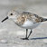 Sanderling